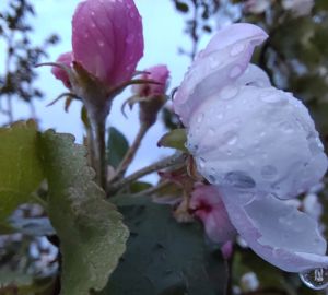 ЦГМС: продолжат идти дожди