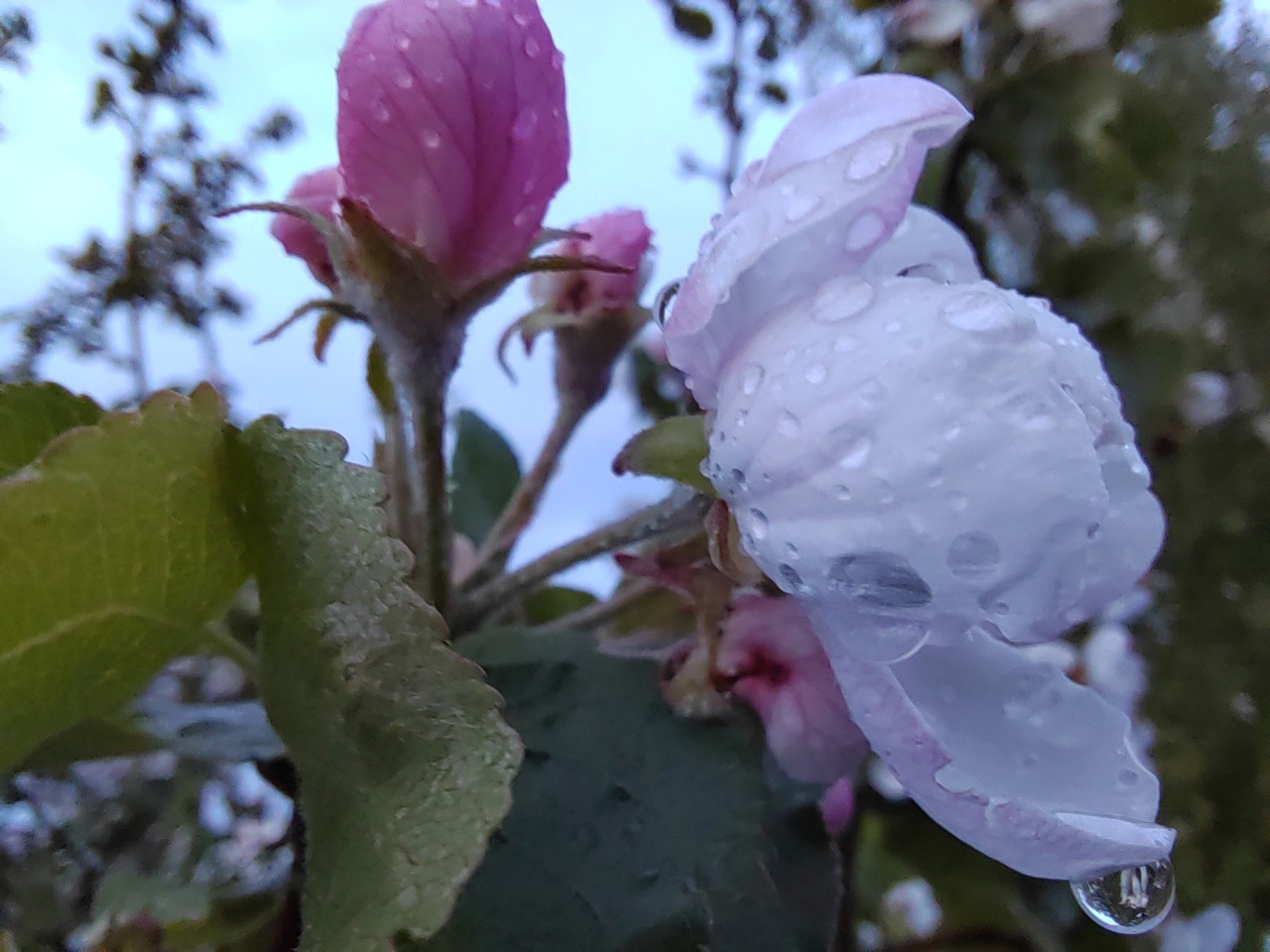 ЦГМС: продолжат идти дожди