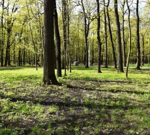 Мэр Пензы рассказал о дальнейшем благоустройстве олимпийской аллеи