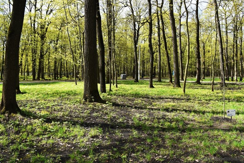 Мэр Пензы рассказал о дальнейшем благоустройстве олимпийской аллеи