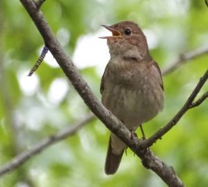 Жителей Пензенской области пригласили «поохотиться» на соловьев