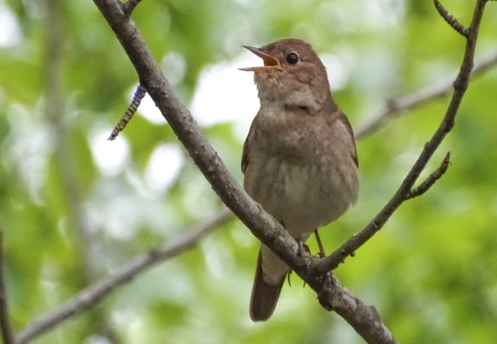Жителей Пензенской области пригласили «поохотиться» на соловьев