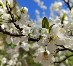 Синоптики рассказали, какая погода ждет пензенцев 3 мая