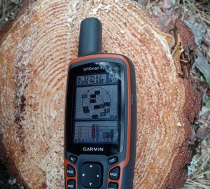 В Никольском районе накажут "черного лесоруба"