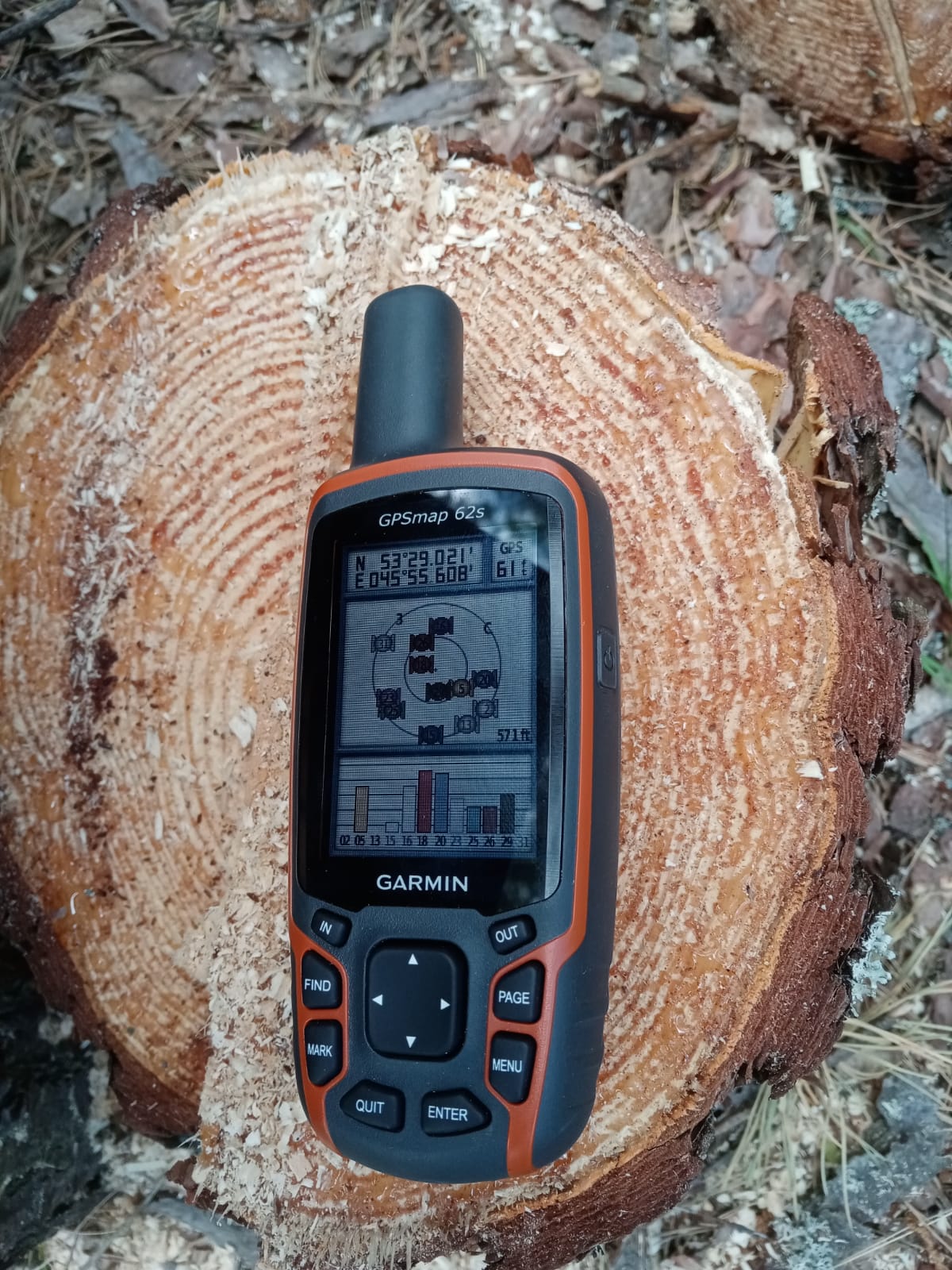 В Никольском районе накажут "черного лесоруба"