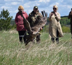 Сотрудники минлесхоза выходили редкую птицу и отпустили ее на волю