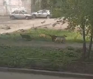 Пензенцы вновь пожаловались на стаю бездомных собак
