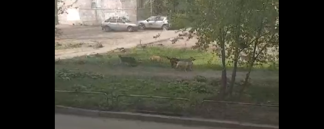 Пензенцы вновь пожаловались на стаю бездомных собак