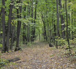 В 2021 году Пензенская область потратила более 1,5 миллиарда на охрану окружающей среды