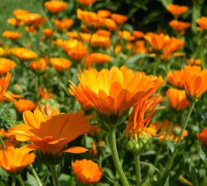 В 2022 году клумбы Заречного украсят 131 000 цветов