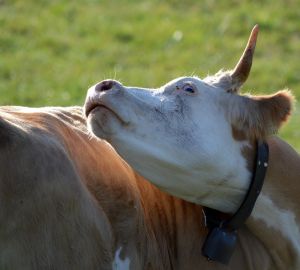 В Пензенской области отменили карантин по бешенству животных в некоторых районов
