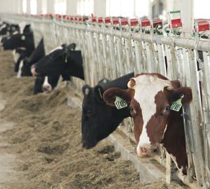 Пензенская область вышла в лидеры ПФО по надою молока