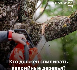 Перненцам рассказали, как добиться кронирования сухих деревьев