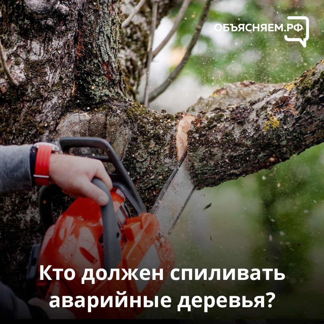 Перненцам рассказали, как добиться кронирования сухих деревьев