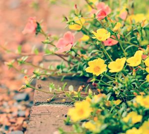 В Пензенской области назвали лидеров голосования за благоустройство объектов в 8 городах
