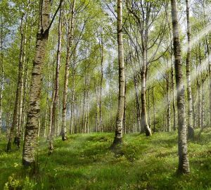 В Пензенской области резко увеличилось количество пострадавших от укусов клещей