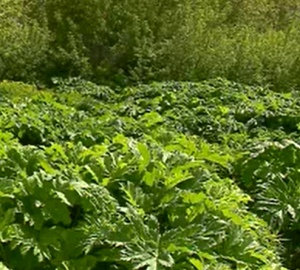 Пензенцы опасаются бесконтрольного разрастания ядовитого растения на Свердлова