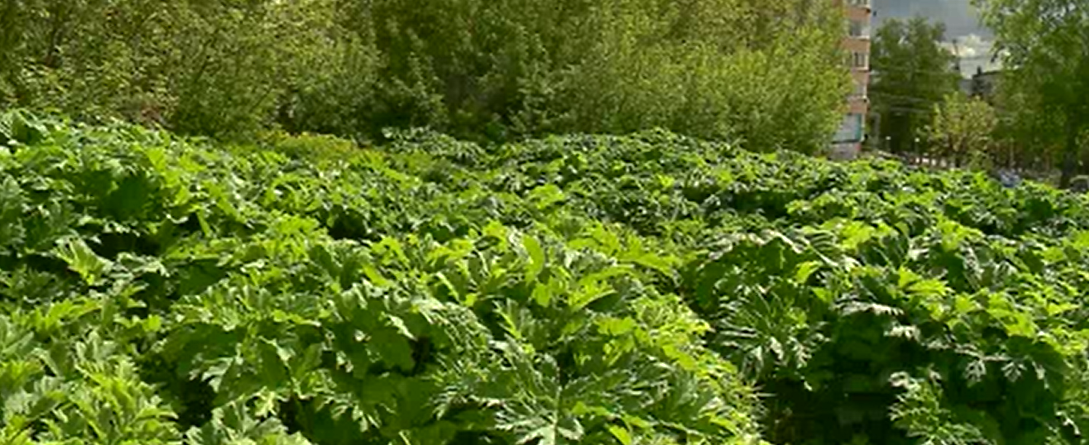 Пензенцы опасаются бесконтрольного разрастания ядовитого растения на Свердлова