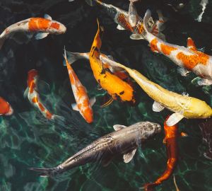 За незаконную ловлю рыбы во время нереста бессоновцу грозит два года тюрьмы