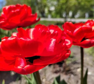 Пензенцам обещают +17 тепла в субботу