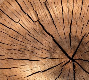 Пензенцам рассказали, как поведут себя цены на стройматериалы из древесины