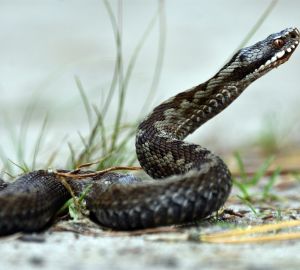 В пензенском Минздраве рассказали, что делать, если укусила гадюка