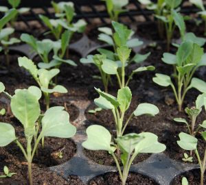 Россиянам дали советы по подготовке грядок для хорошего урожая