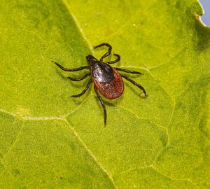 В Роспотребнадзоре сообщили о пике активности клещей