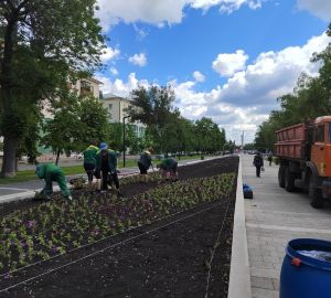 В Пензе в скверах начали высаживать петунии цвета бургунди