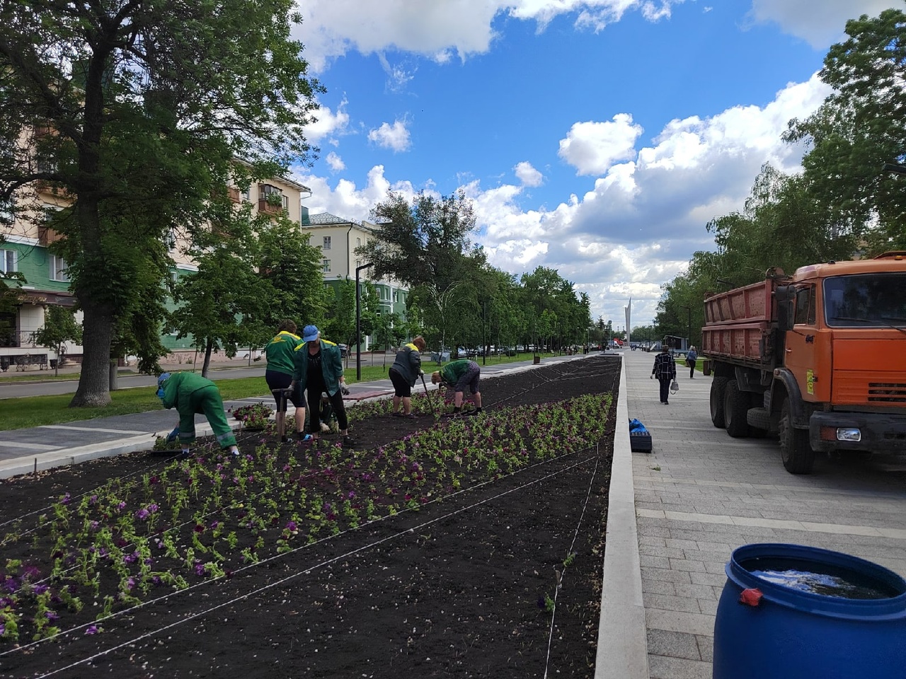 В Пензе в скверах начали высаживать петунии цвета бургунди