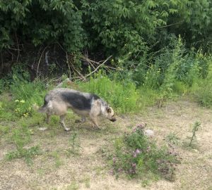 В Пензе спасатели вызволили собаку, которая провела в погребе несколько дней