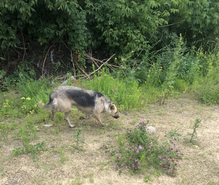 В Пензе спасатели вызволили собаку, которая провела в погребе несколько дней