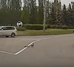 Пензенцы поделились видеозаписью, как утка с утятами переходят дорогу