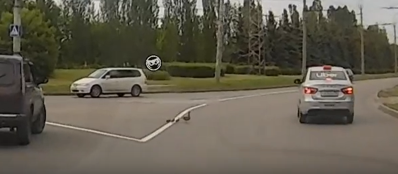 Пензенцы поделились видеозаписью, как утка с утятами переходят дорогу