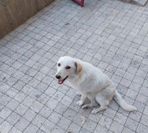 Жителей ГПЗ возмутила работа МУПа по отлову бездомных собак