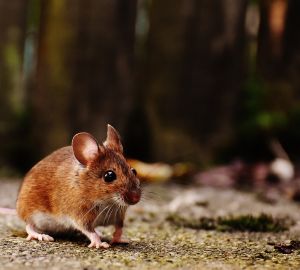 В Пензе рассказали, каким образом в регион может попасть чума