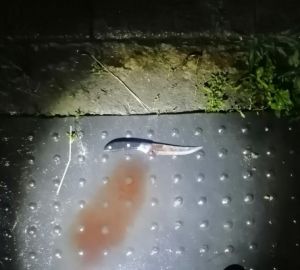 В Пензенском районе мужчина умер после того, как получил удар ножом от жены в ногу