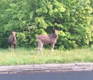 Пензенцы заметили нескольких лосей на улице Окружной
