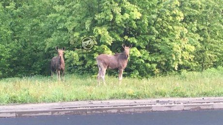 Пензенцы заметили нескольких лосей на улице Окружной
