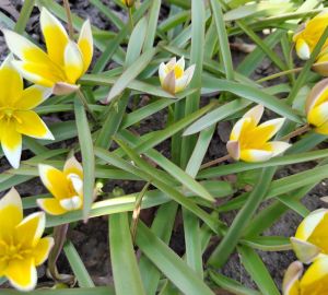 В Пензе ко дню России на клумбах появятся 250 000 цветов