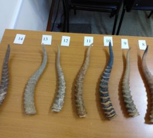 В Пензенской области мужчина ответит за рога животного, внесенного в Красную книгу