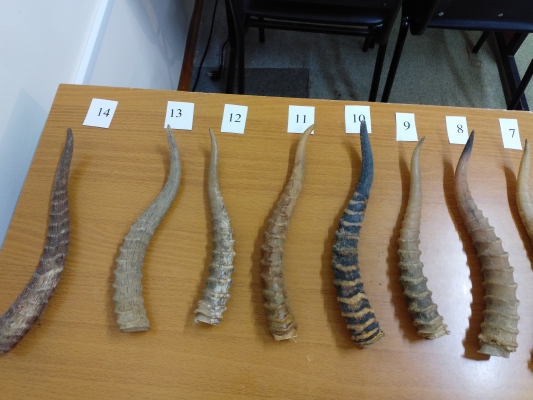 В Пензенской области мужчина ответит за рога животного, внесенного в Красную книгу