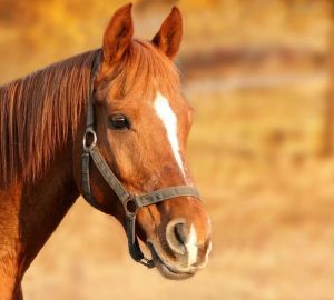 В Пензенской области мужчину избивали за повреждения у лошади, ему пришлось вооружиться ножом