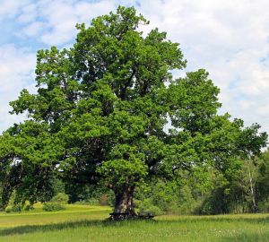 В Пензенской области срубили дуб стоимостью 45 тысяч рублей