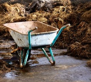 В Пензенской области с наступлением лета возникла «ароматная» проблема