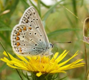 В Пензенском краеведческом музее 21 июня откроется фотовыставка бабочек