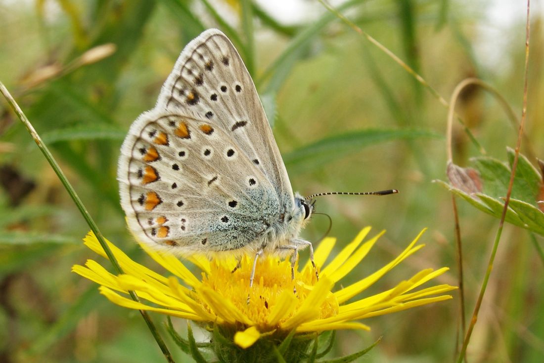 В Пензенском краеведческом музее 21 июня откроется фотовыставка бабочек