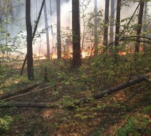 В Никольском районе загорелся лес