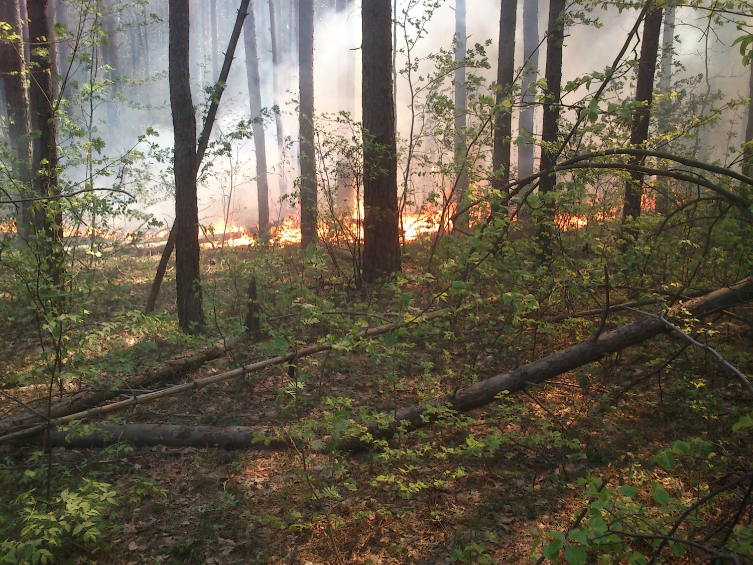 В Никольском районе загорелся лес