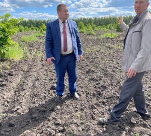 В Белинском лесничестве обследовали плантацию дуба